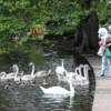 Feeding the swans, St. Stephens Green, Dublin, Ireland