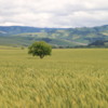 Wheatfields in Walla Walla
