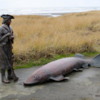 Statue of Clark &amp; sturgeon, Long Beach, Washington