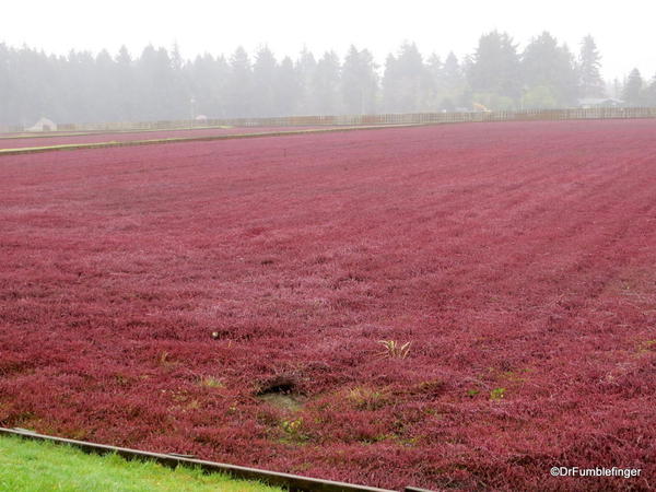 Cranberry bog, Long Beach, Washington