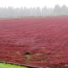 Cranberry bog, Long Beach, Washington: The berry harvest is in the fall but these plants are still very colorful!
