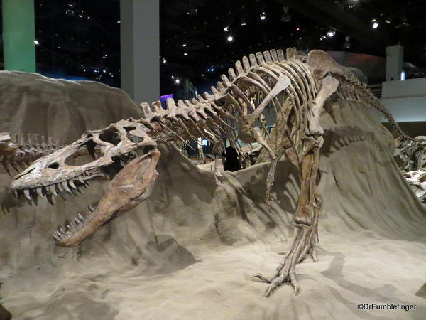 Alberta 028 Royal Tyrell Museum, Albertasaurus