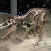 Royal Tyrell Museum, Albertasaurus