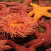 Seattle Aquarium: A colorful array of sea stars and anenomes.
