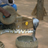 Sigiriya -- Snake charmer