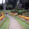 Kandy -- Peradeniya Botanical Gardens: A popular place for lovers to take a stroll