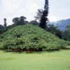 Kandy -- Peradeniya Botanical Gardens: Giant java fig tree