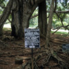 Kandy -- Peradeniya Botanical Gardens: Root structure of a giant java fig tree