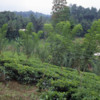Kandy -- low altitude tea plantation outside of town