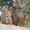 Baboons grooming each other.  Note the cute baby!
