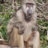 A wise old baboon -- of professorial status, I think