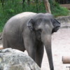 Asian Elephant, Singapore Zoo