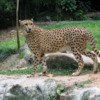Cheetah, Singapore Zoo