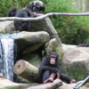 Chimpanzees, Singapore Zoo