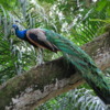 Peacock, Singapore Zoo