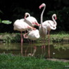 Flamingos, Singapore Zoo