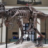 Chicago Field Museum -- Sue: One of the world's largest and most intact T Rex skeleton.