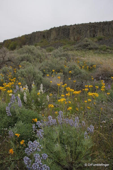 Steamboat Rock State Park -- wildflowers