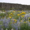 Steamboat Rock State Park -- wildflowers: A highlight of this hike was the abundance of wildflowers on top of the Rock