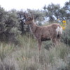 Steamboat Rock State Park -- Mule deer