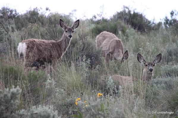 Steamboat Rock State Park -- Mule deer