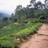 Tea plantation beside trail to Adam's Peak