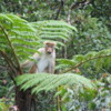 Horton Plains -- Toque monkey near entrance: He's watching us from the top of a giant fern.