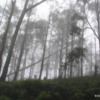 Horton Plains -- cloud forest.: The morning mist added an eerie quality to the landscape.