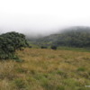 Horton Plains -- montane grassland in the mist: The plains are most composed of an admixture of different grasses, with rhododendron bushes and other trees