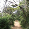 Horton Plains -- trail from World's End