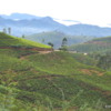 Hill Country -- Tea plantation