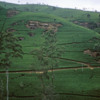 Hill Country -- Tea plantation