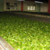 Hill Country-- Tea Factory: The tea leaves are being air-dried by a strong fan, a process known as withering. It takes about a day to get most of the moisture out of the leaves.