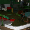 Tea Factory -- Hill Country: The dried leaves are crushed, briefly fermented, and subsequently roasted.