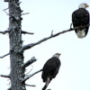 A pair of bald eagles resting on the limbs of a dead tree: Lake Couer d'Alene, Idaho.  Note the whore-frost on the tree.