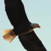 Bald Eagle in flight, Lake Couer d'Alene, Idaho: It's surprisingly hard to frame a flying eagle and get a steady shot.
