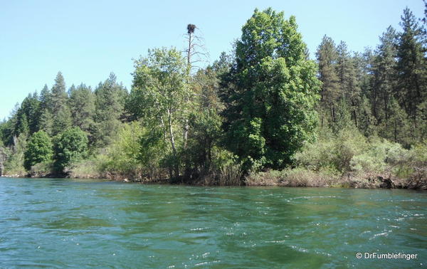 Lower Spokane River -- Osprey nest on river bank