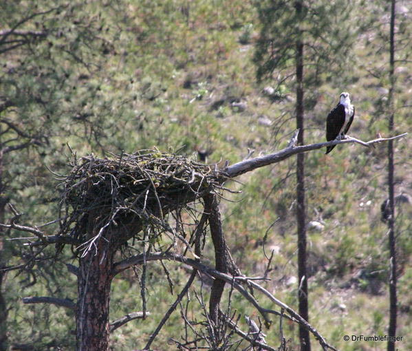 Lower Spokane River -- Osprey & Nest