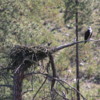 Lower Spokane River -- Osprey &amp; Nest: We passed several of these nests on our journey, some with newly hatched chicks. Ospreys are superb fishers.