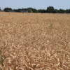 Wheat fields near Twin Falls