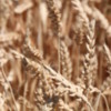 Wheat fields near Twin Falls