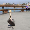 Pelican, Newport Beach Pier, Newport Beach, California
