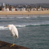 Egret, Newport Beach Pier, Newport Beach, California