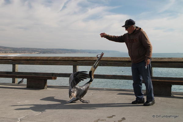 Winter 2010 347 Newport Beach Pier. Pelican