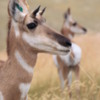 National Bison Refuge -- Pronghorn antelope