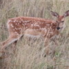 National Bison Refuge -- Deer fawn: Could be from the cast of Bambi