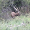 National Bison Refuge -- Bull elk: This was the only elk we saw on our drive -- a little distant but with a magnificent rack of antlers and majestic presence.