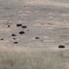 National Bison Refuge -- buffalo
