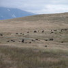 National Bison Refuge -- buffalo: There are over 300 bison in the herd