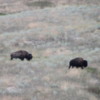 National Bison Refuge -- buffalo